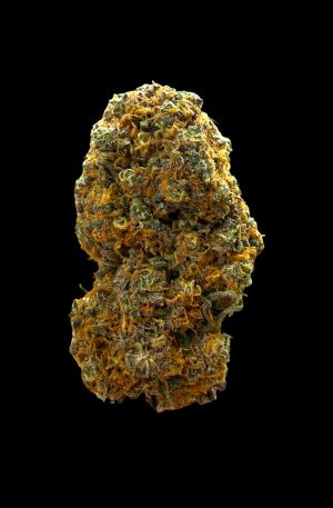 GORILLA MANDARINE